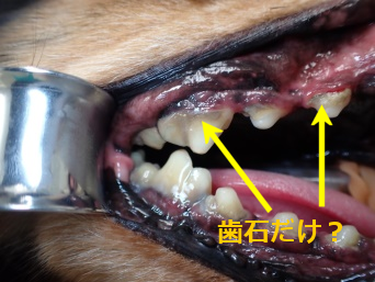 犬、猫、歯科